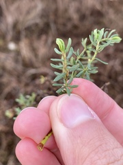 Frankenia salina