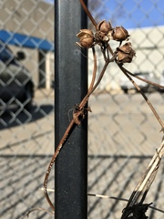 Ipomoea cordatotriloba
