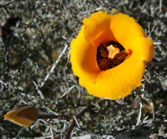 Calochortus kennedyi