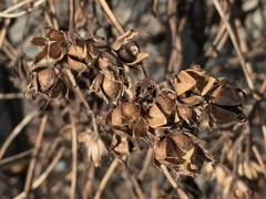 Ipomoea cordatotriloba