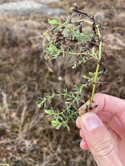 Frankenia salina