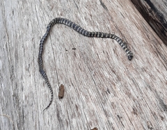 Oxyrhopus clathratus