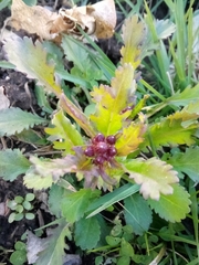 Packera obovata