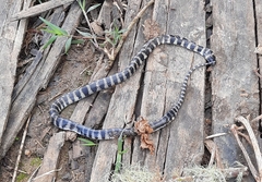 Oxyrhopus clathratus