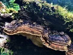 Australoporus tasmanicus