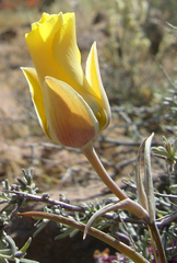 Calochortus kennedyi