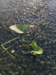 Sagittaria intermedia