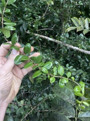 Mouriri helleri