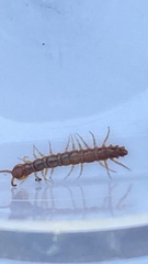 Lithobius
