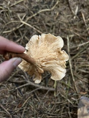 Agaricomycetidae