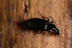 Platynus decentis