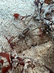 Acanthoctenus
