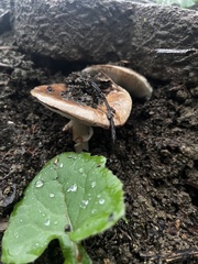 Amanita velosa
