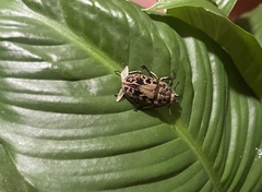 Ryssonotus nebulosus