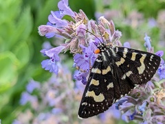 Phalaenoides tristifica