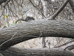 Sciurus alleni