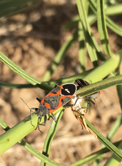 Lygaeus kalmii kalmii