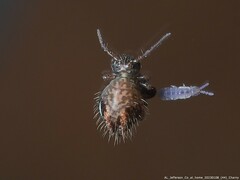 Sminthurus bivittatus