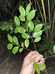 Calyptranthes sintenisii