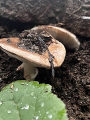 Amanita velosa