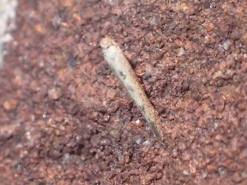 Bedelliidae