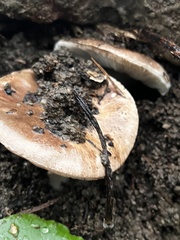 Amanita velosa