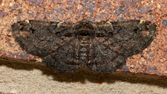 Pholodes sinistraria
