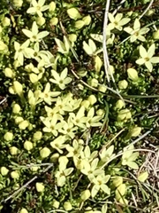 Stackhousia pulvinaris