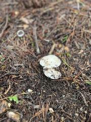 Amanita ocreata