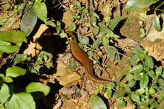 Eutropis carinata