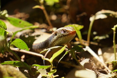 Eutropis carinata