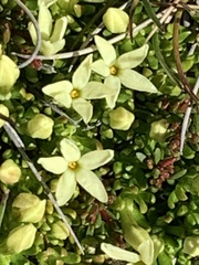 Stackhousia pulvinaris