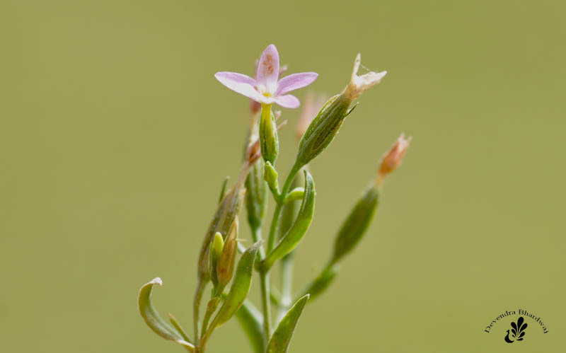 Centaurium centaurioides