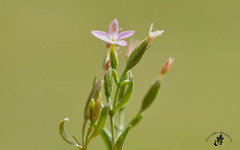 Centaurium centaurioides