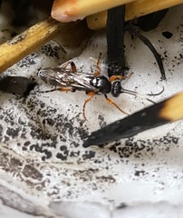 Ichneumon promissorius