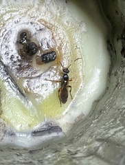 Ichneumon promissorius