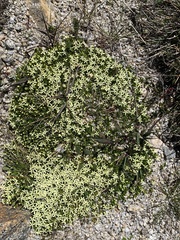 Stackhousia pulvinaris