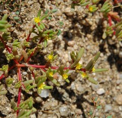 Portulaca halimoides