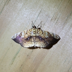 Pantographa limata