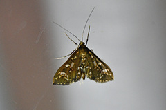 Ischnurges