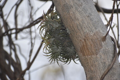 Tillandsia ionantha