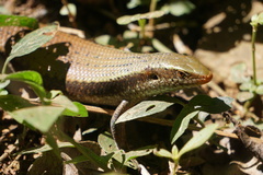 Eutropis carinata