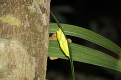 Rhacophorus malabaricus