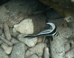 Eques punctatus