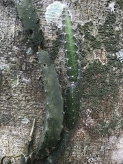 Hylocereeae