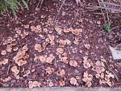 Pholiota spumosa