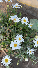 Leucanthemum maximum