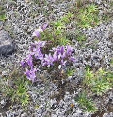 Gentianella cerastioides