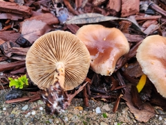 Pholiota spumosa