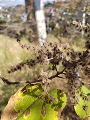Heliocarpus